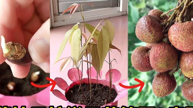 便荔卡提现为何第二天会被拒？