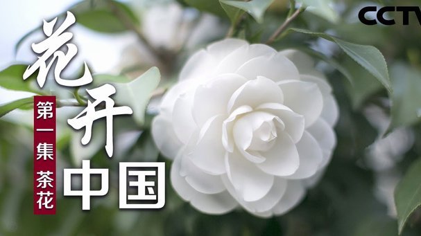 花呗套现有风险吗
