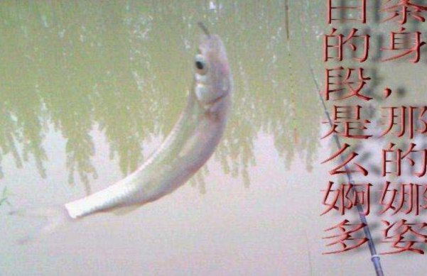 白条取现有什么危害吗
