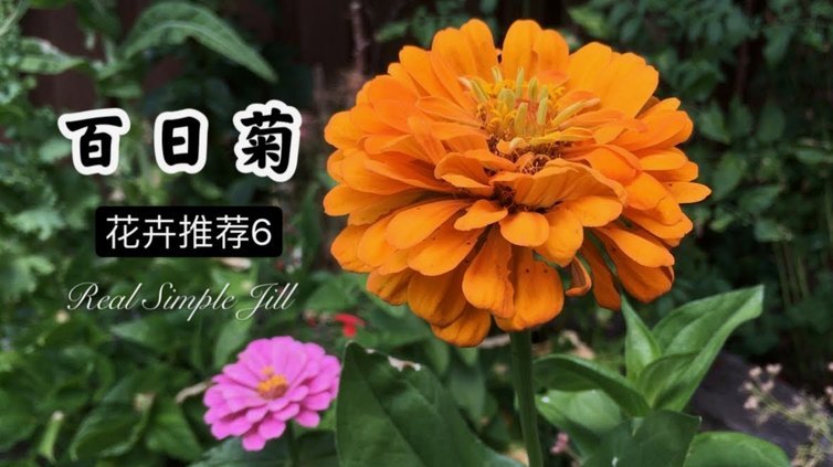 花呗套用什么意思