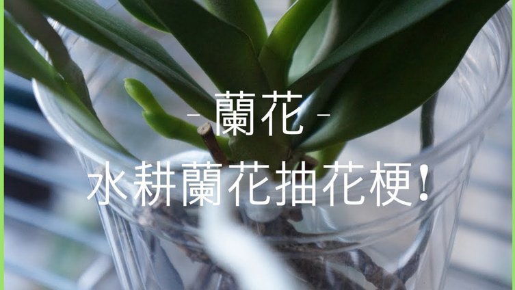 花呗怎么了提现