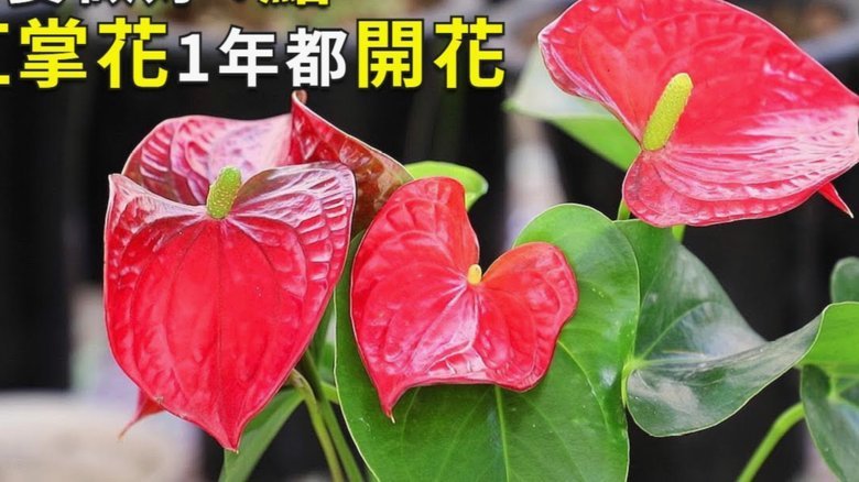 携程拿去花怎么还款