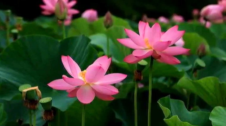 花呗提现网站