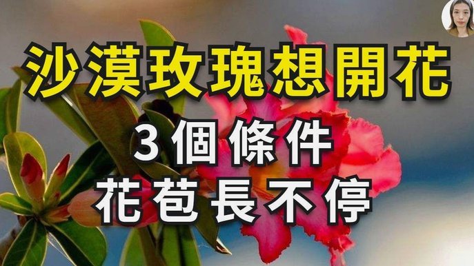 用花呗套付款可靠吗? 出现诈骗